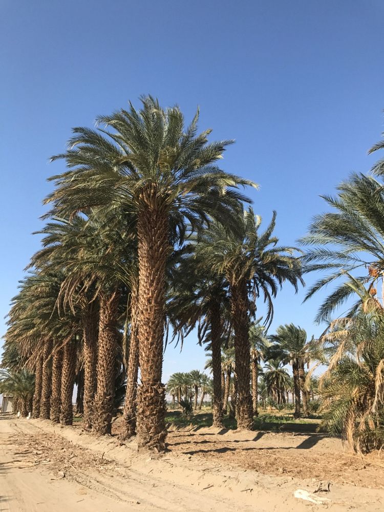 phoenix-dactylifera-medjool-medjool-date-palm