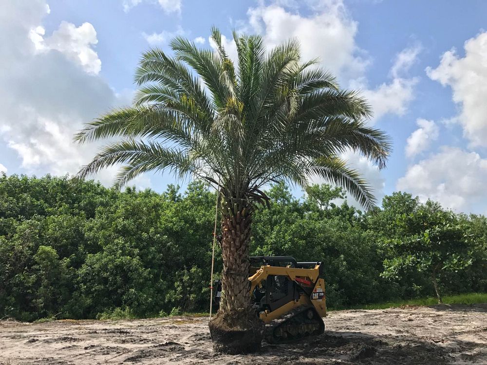 phoenix-dactylifera-medjool-medjool-date-palm