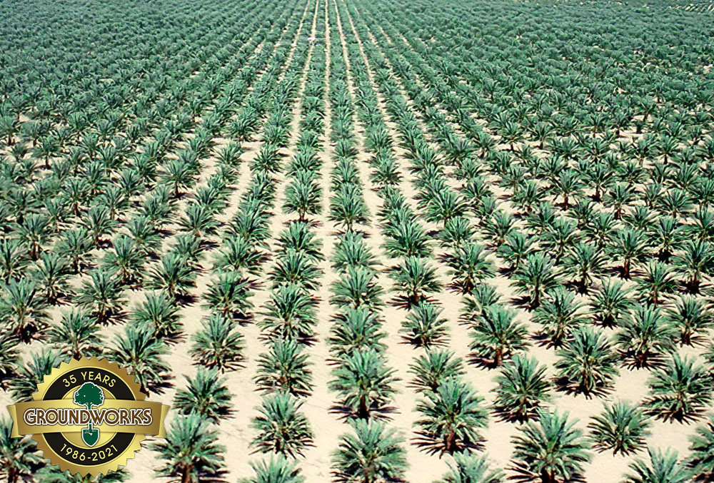 phoenix-dactylifera-medjool-medjool-date-palm