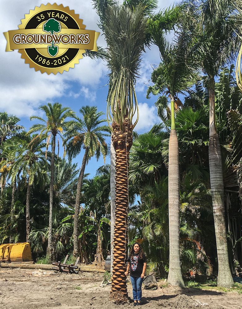 phoenix-dactylifera-medjool-medjool-date-palm