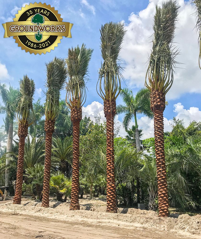 phoenix-dactylifera-medjool-medjool-date-palm
