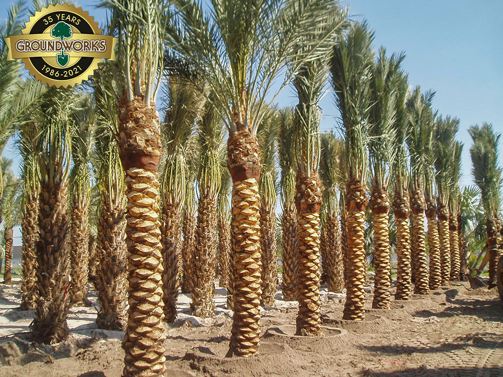 phoenix-dactylifera-medjool-medjool-date-palm