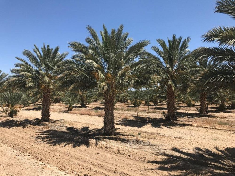 phoenix-dactylifera-medjool-medjool-date-palm