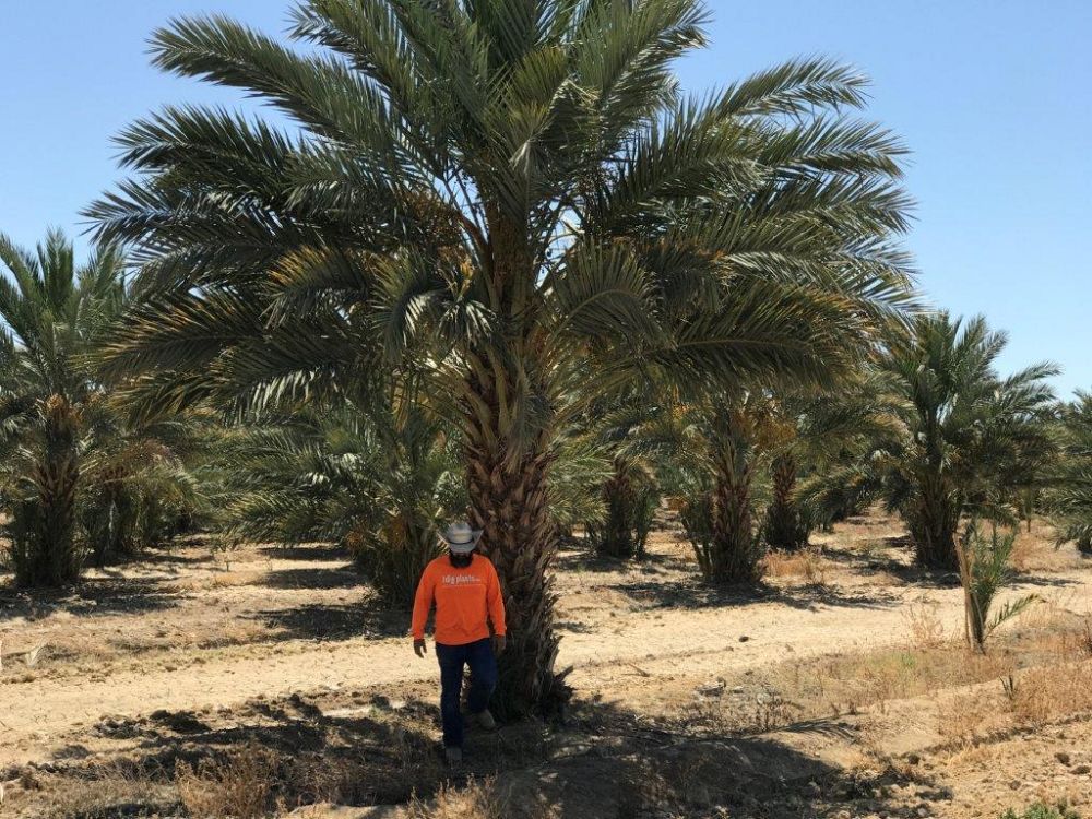 phoenix-dactylifera-medjool-medjool-date-palm