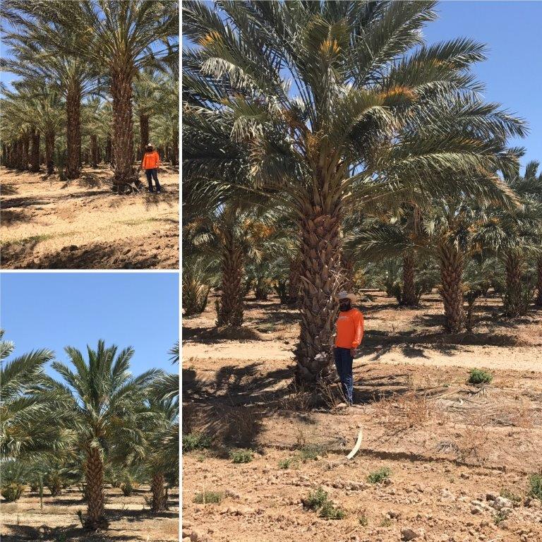 phoenix-dactylifera-medjool-medjool-date-palm