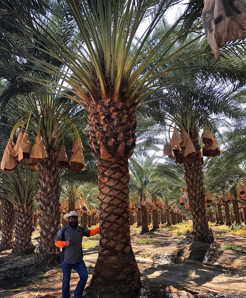 phoenix-dactylifera-medjool-medjool-date-palm