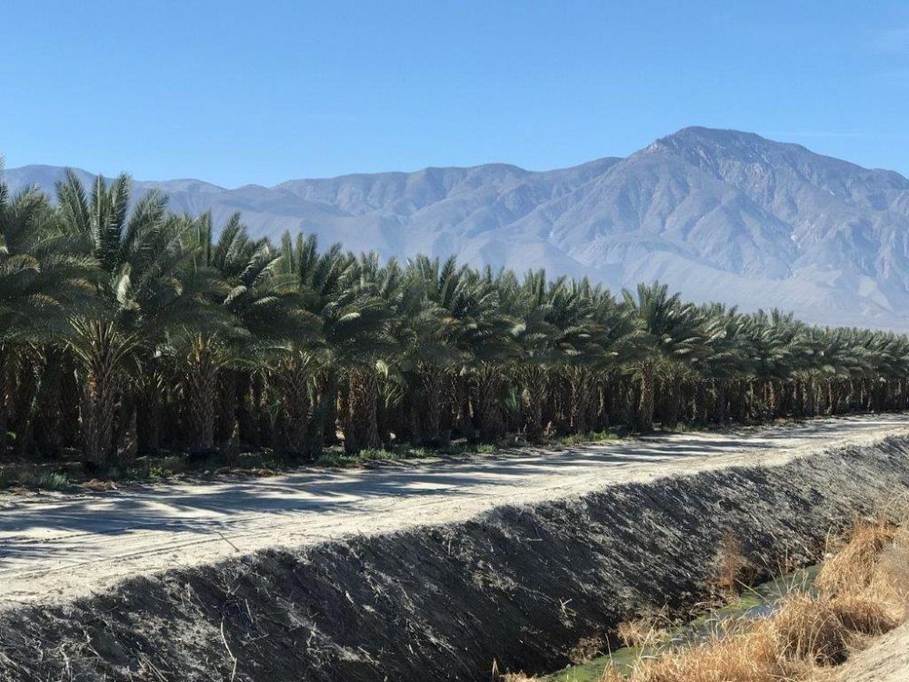 phoenix-dactylifera-medjool-medjool-date-palm