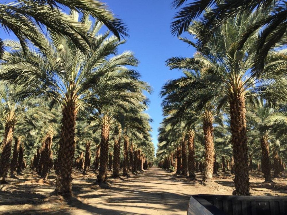 phoenix-dactylifera-medjool-medjool-date-palm