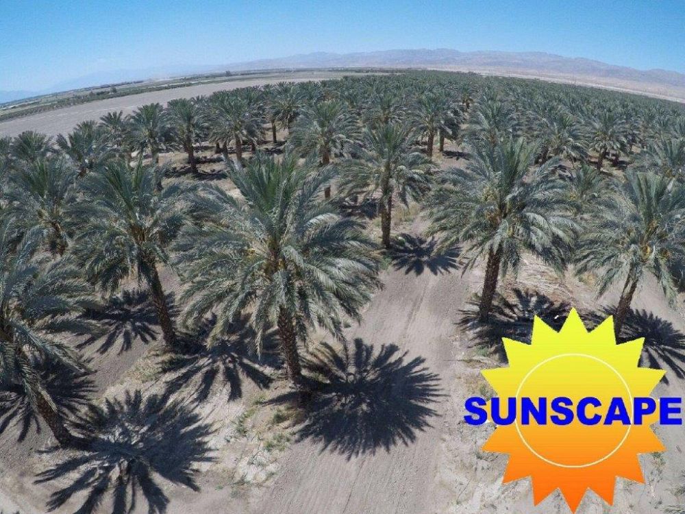 phoenix-dactylifera-medjool-medjool-date-palm