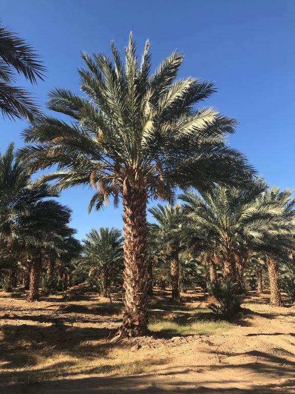 phoenix-dactylifera-medjool-medjool-date-palm
