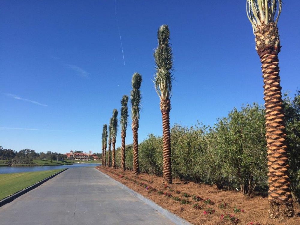 phoenix-dactylifera-medjool-medjool-date-palm