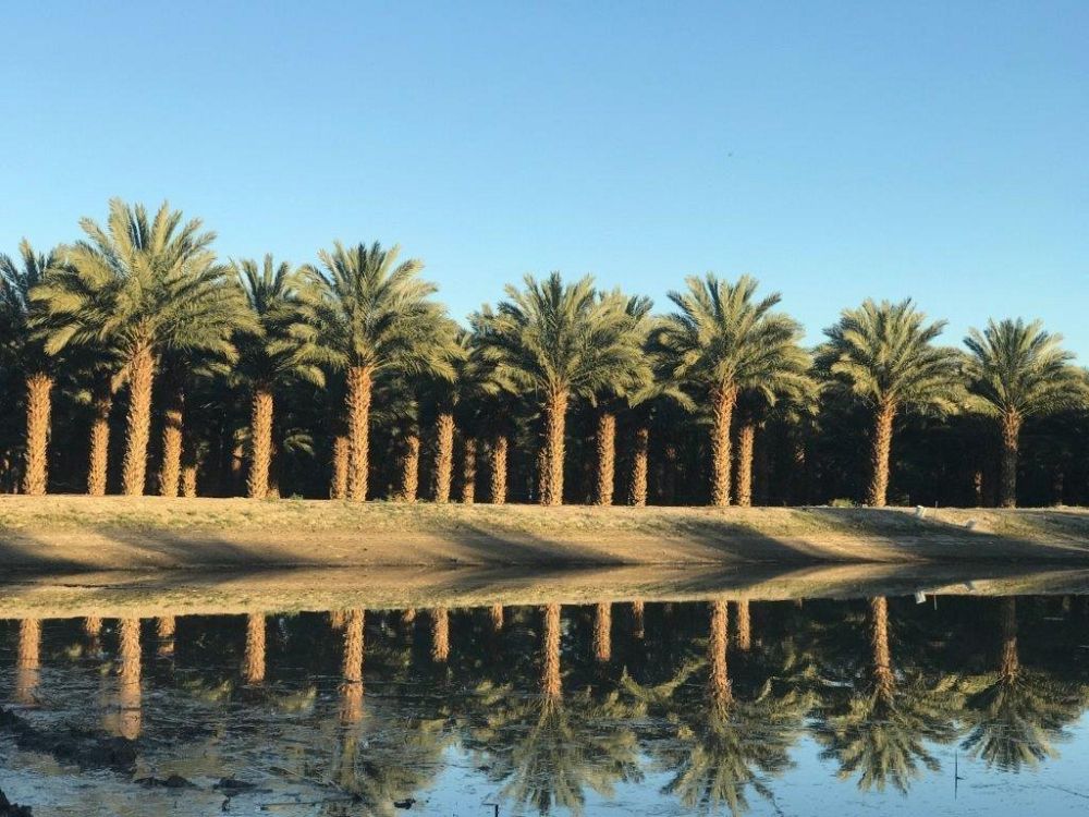 phoenix-dactylifera-medjool-medjool-date-palm