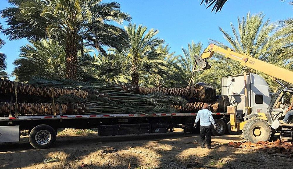 phoenix-dactylifera-medjool-medjool-date-palm