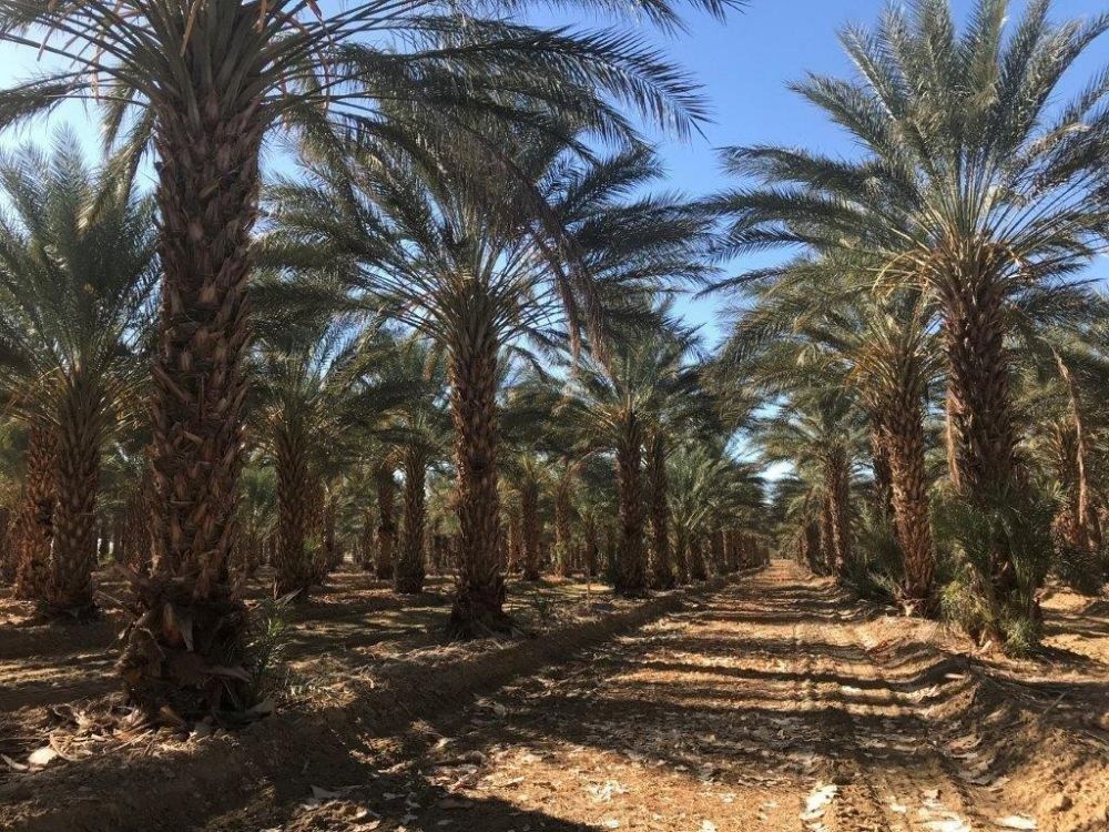 phoenix-dactylifera-medjool-medjool-date-palm