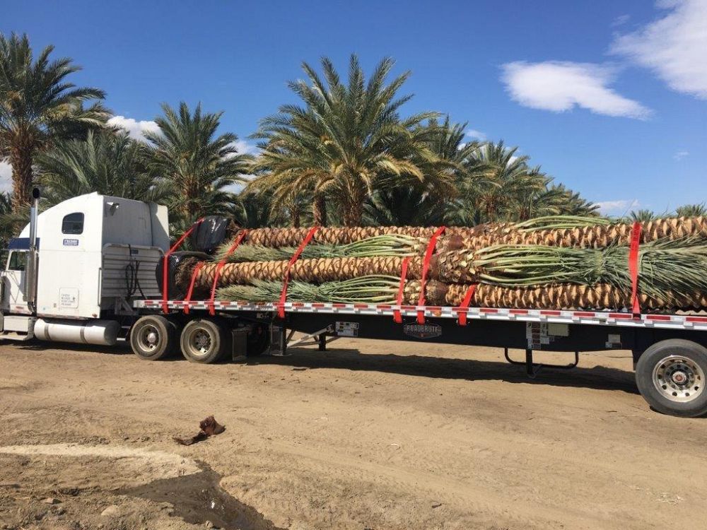 phoenix-dactylifera-medjool-medjool-date-palm