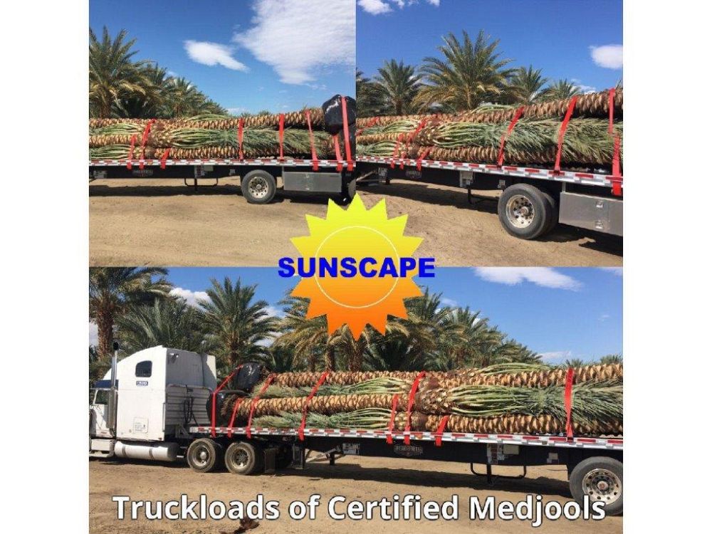 phoenix-dactylifera-medjool-medjool-date-palm