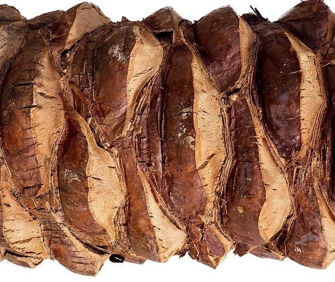 phoenix-dactylifera-medjool-medjool-date-palm