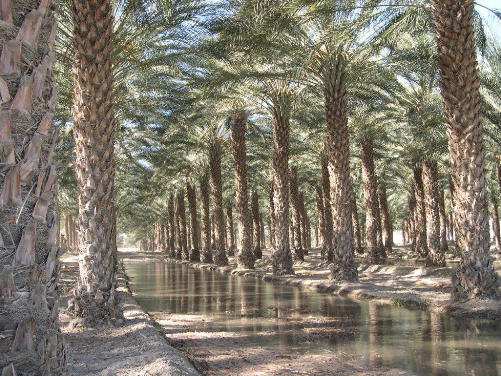 phoenix-dactylifera-medjool-medjool-date-palm