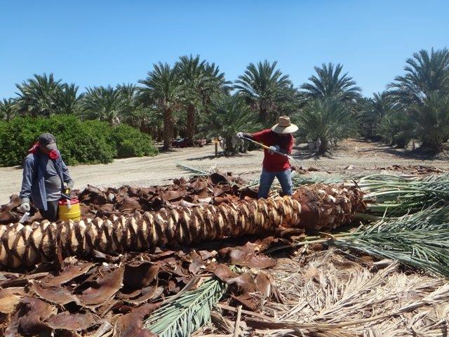 phoenix-dactylifera-medjool-medjool-date-palm