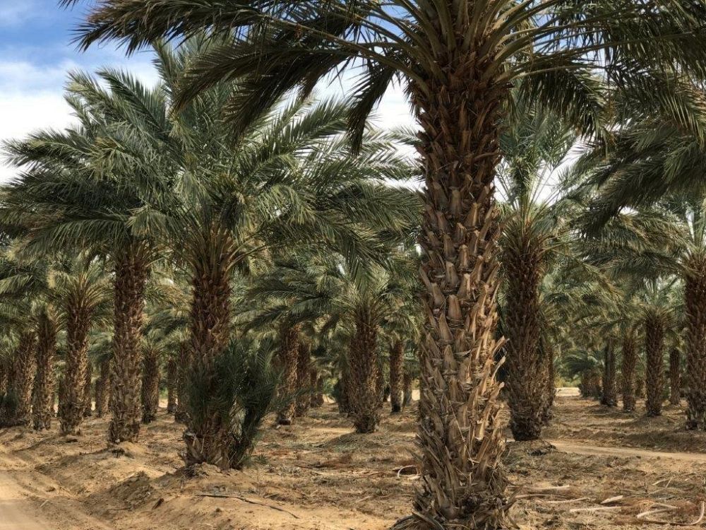 phoenix-dactylifera-medjool-medjool-date-palm