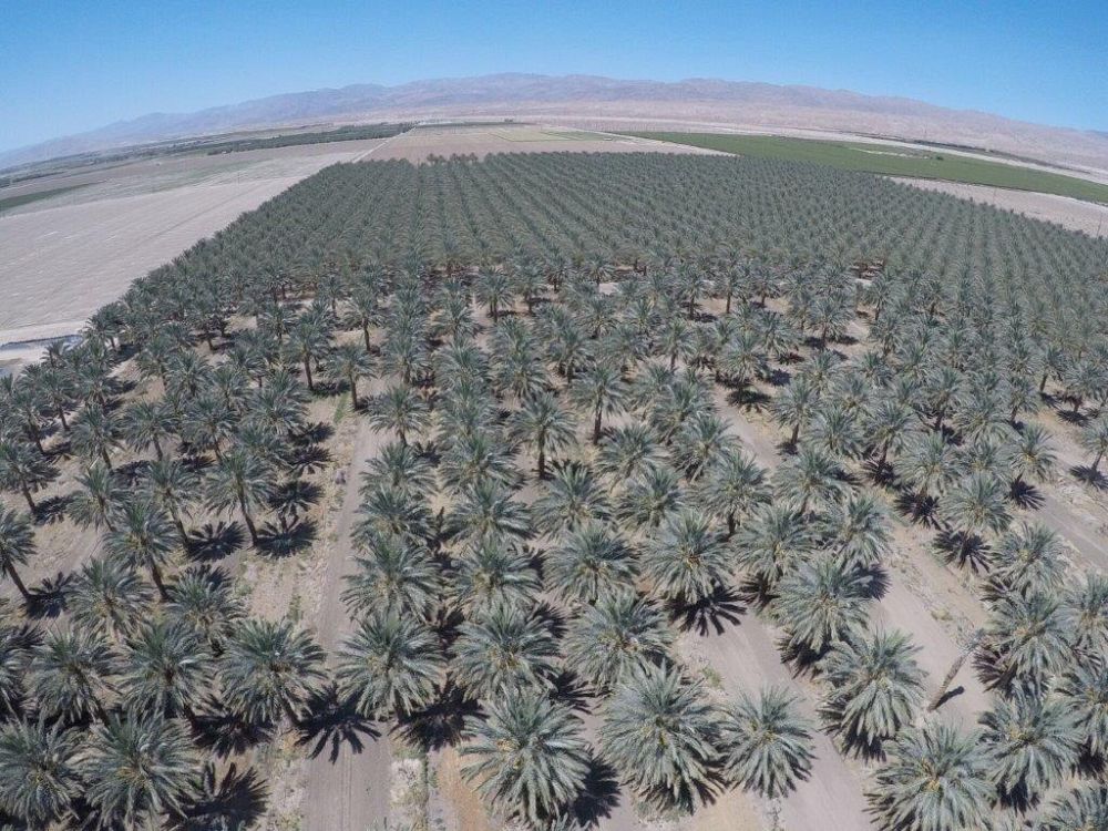 phoenix-dactylifera-medjool-medjool-date-palm