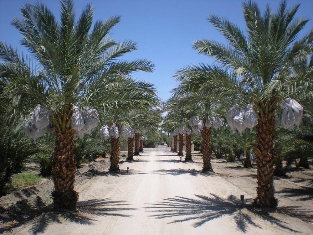 phoenix-dactylifera-medjool-medjool-date-palm