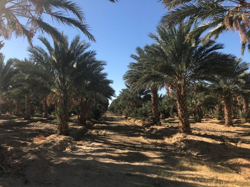 phoenix-dactylifera-medjool-medjool-date-palm