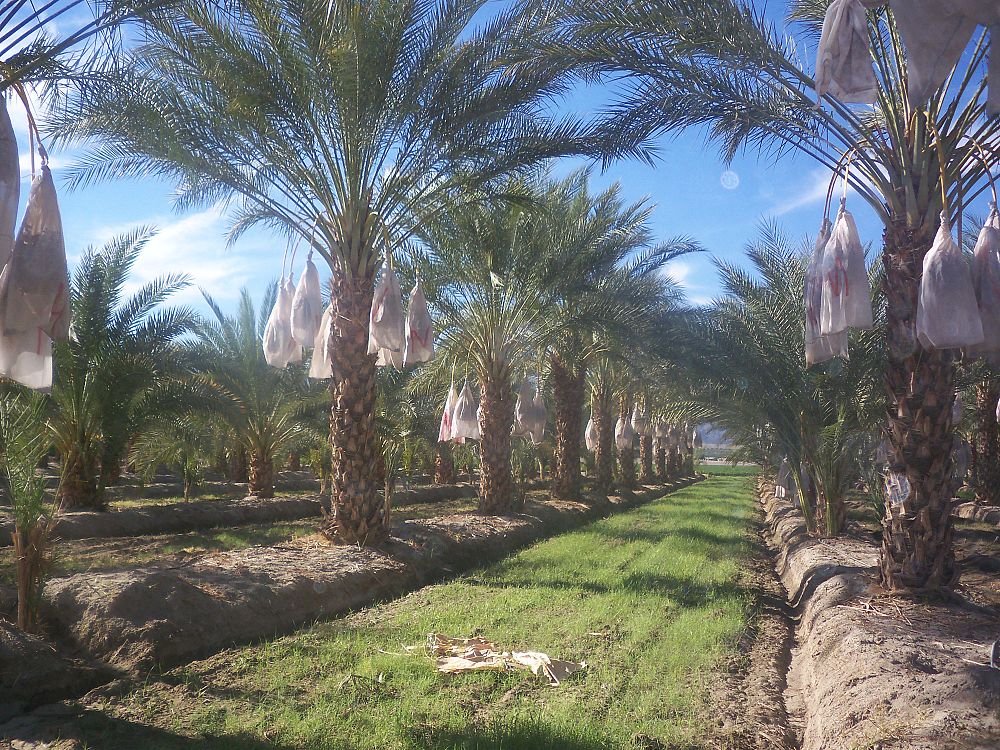 phoenix-dactylifera-medjool-medjool-date-palm