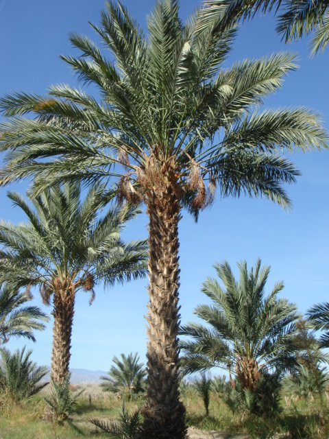 phoenix-dactylifera-medjool-medjool-date-palm