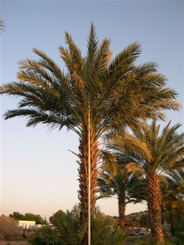 phoenix-dactylifera-medjool-medjool-date-palm