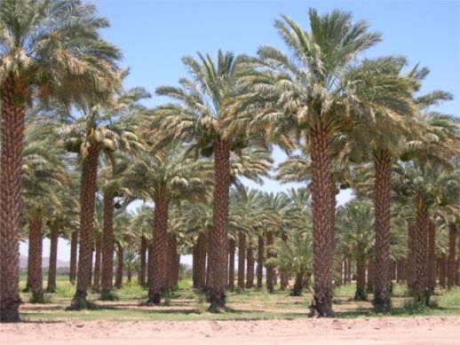 phoenix-dactylifera-medjool-medjool-date-palm