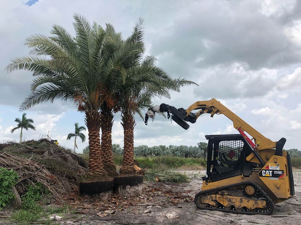 phoenix-dactylifera-medjool-medjool-date-palm