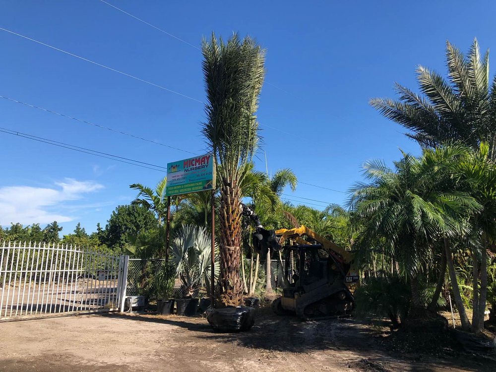 phoenix-dactylifera-medjool-medjool-date-palm