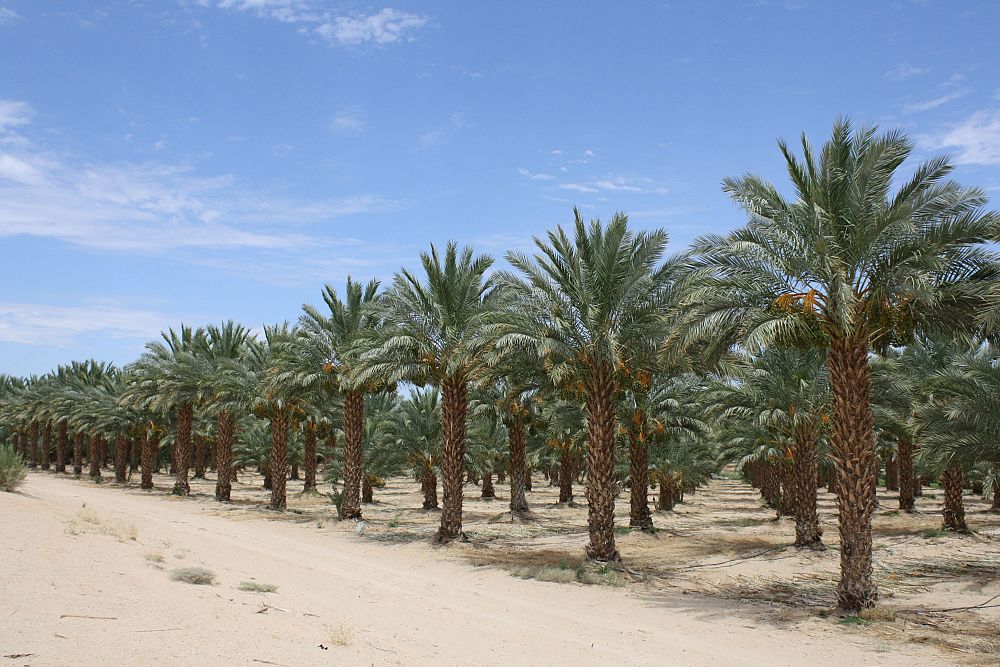 phoenix-dactylifera-medjool-medjool-date-palm