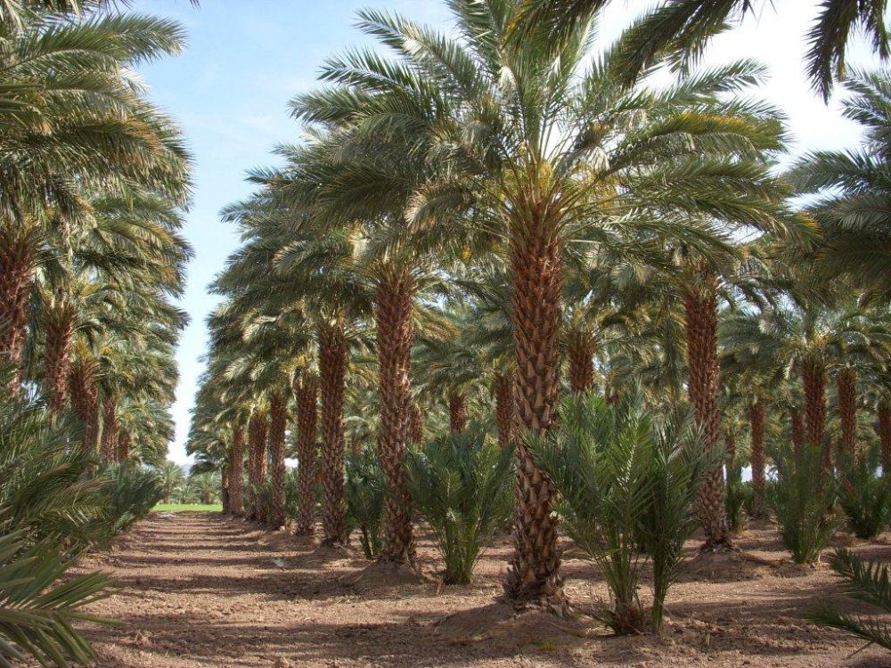 phoenix-dactylifera-medjool-medjool-date-palm