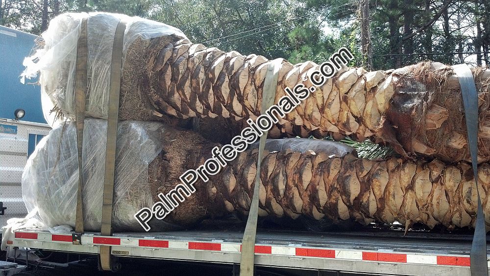 phoenix-dactylifera-medjool-medjool-date-palm