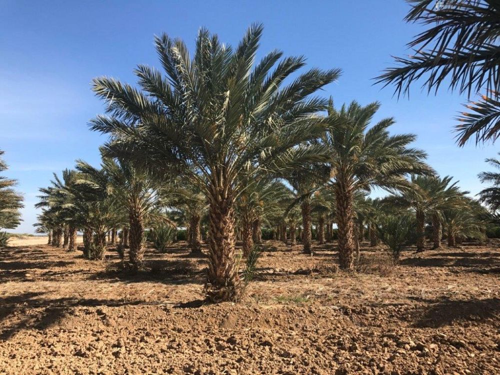 phoenix-dactylifera-medjool-medjool-date-palm