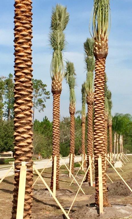 phoenix-dactylifera-medjool-medjool-date-palm