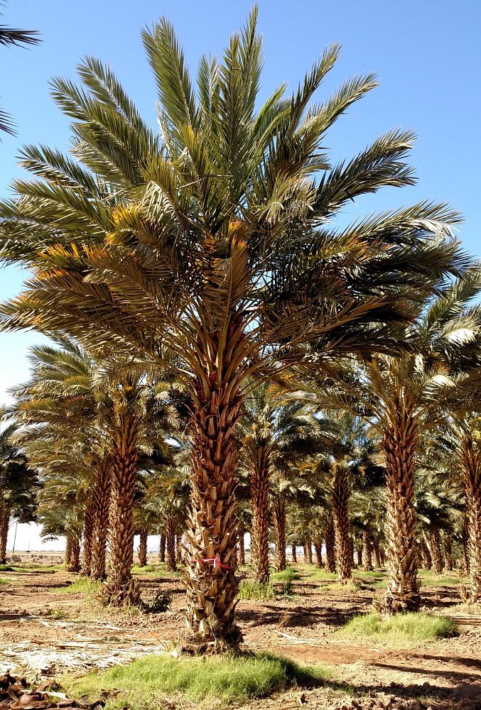 phoenix-dactylifera-medjool-medjool-date-palm