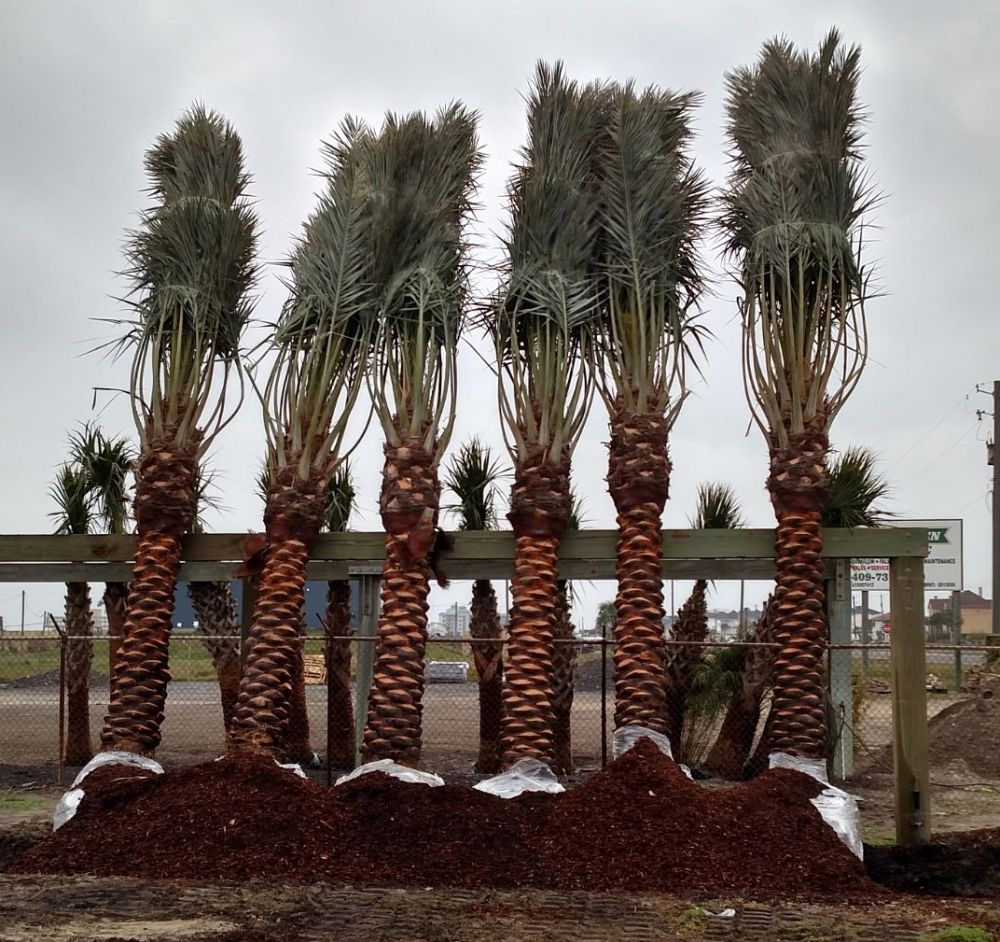 phoenix-dactylifera-medjool-medjool-date-palm