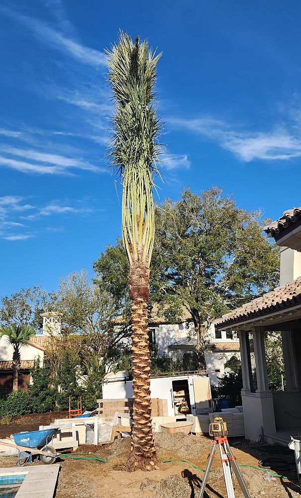 phoenix-dactylifera-medjool-medjool-date-palm