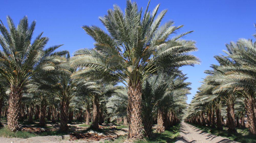 phoenix-dactylifera-medjool-medjool-date-palm