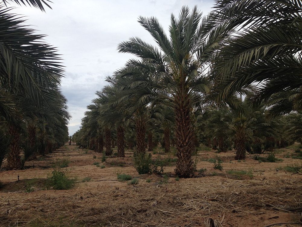 phoenix-dactylifera-medjool-medjool-date-palm