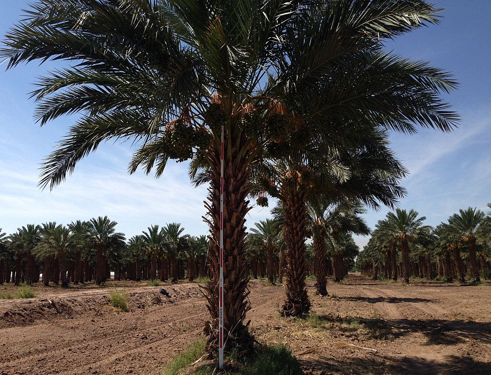 phoenix-dactylifera-medjool-medjool-date-palm