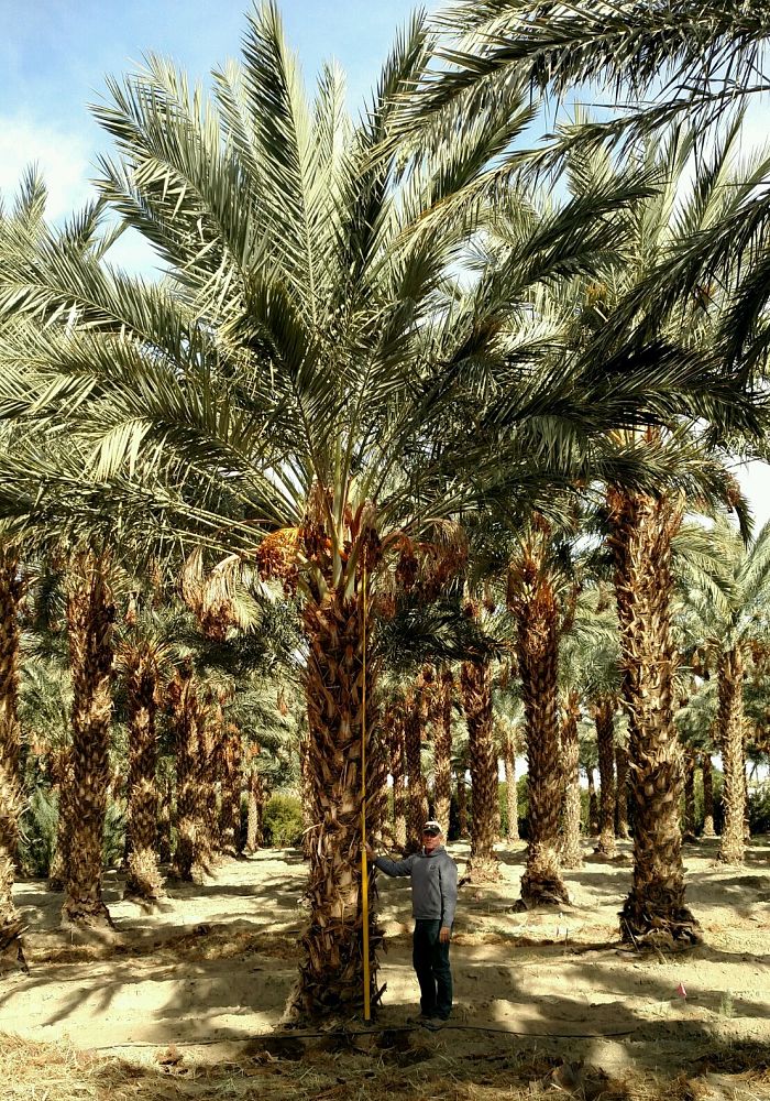 phoenix-dactylifera-medjool-medjool-date-palm