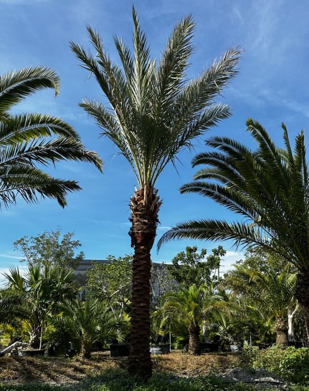 phoenix-dactylifera-medjool-medjool-date-palm