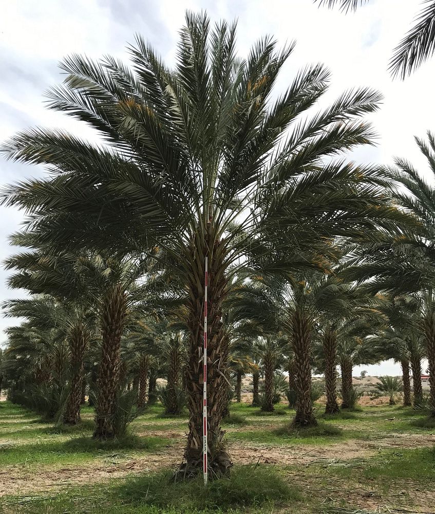 phoenix-dactylifera-medjool-medjool-date-palm