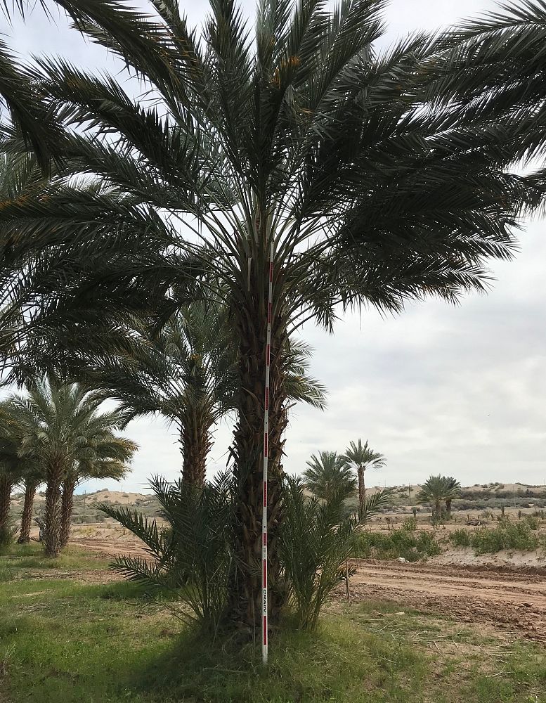 phoenix-dactylifera-medjool-medjool-date-palm