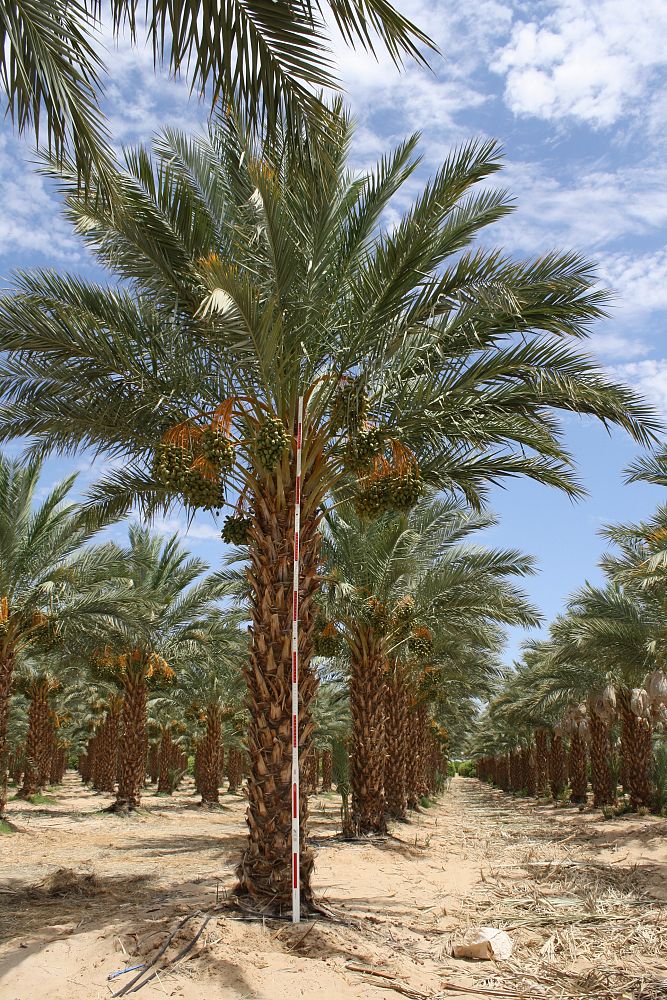 phoenix-dactylifera-medjool-medjool-date-palm