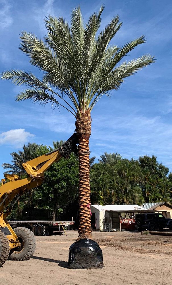phoenix-dactylifera-medjool-medjool-date-palm